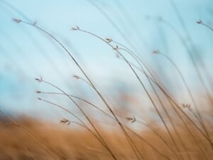 découvrez les bienfaits apaisants du calme dans votre vie quotidienne. apprenez des techniques et des conseils pour instaurer la sérénité dans votre esprit et votre environnement.